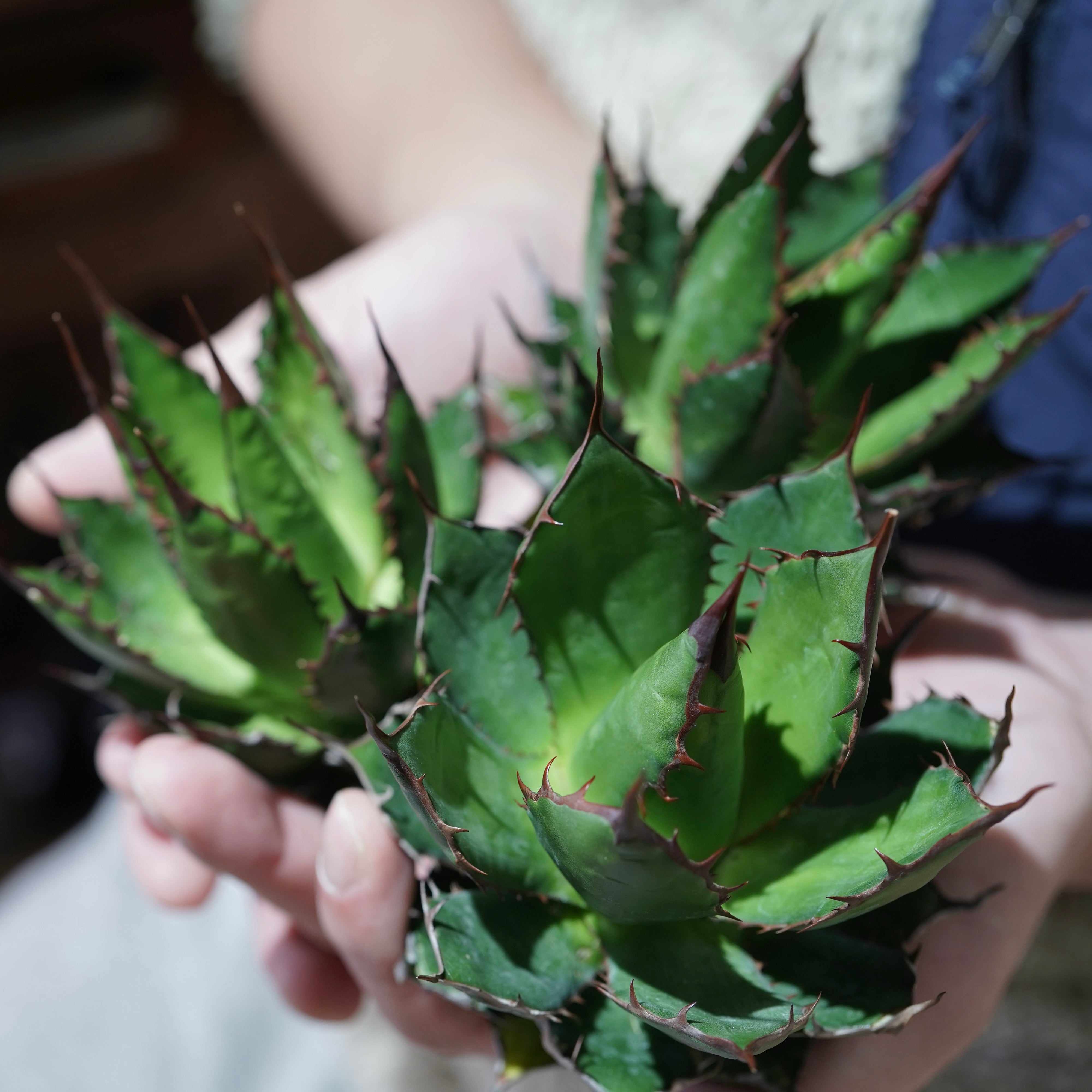 アガベ ホリダドワーフ カリフォルニア | STELLA.PLANTS Agave
