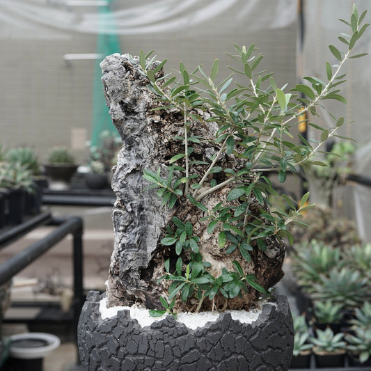 Old olive × fang 古木オリーブ