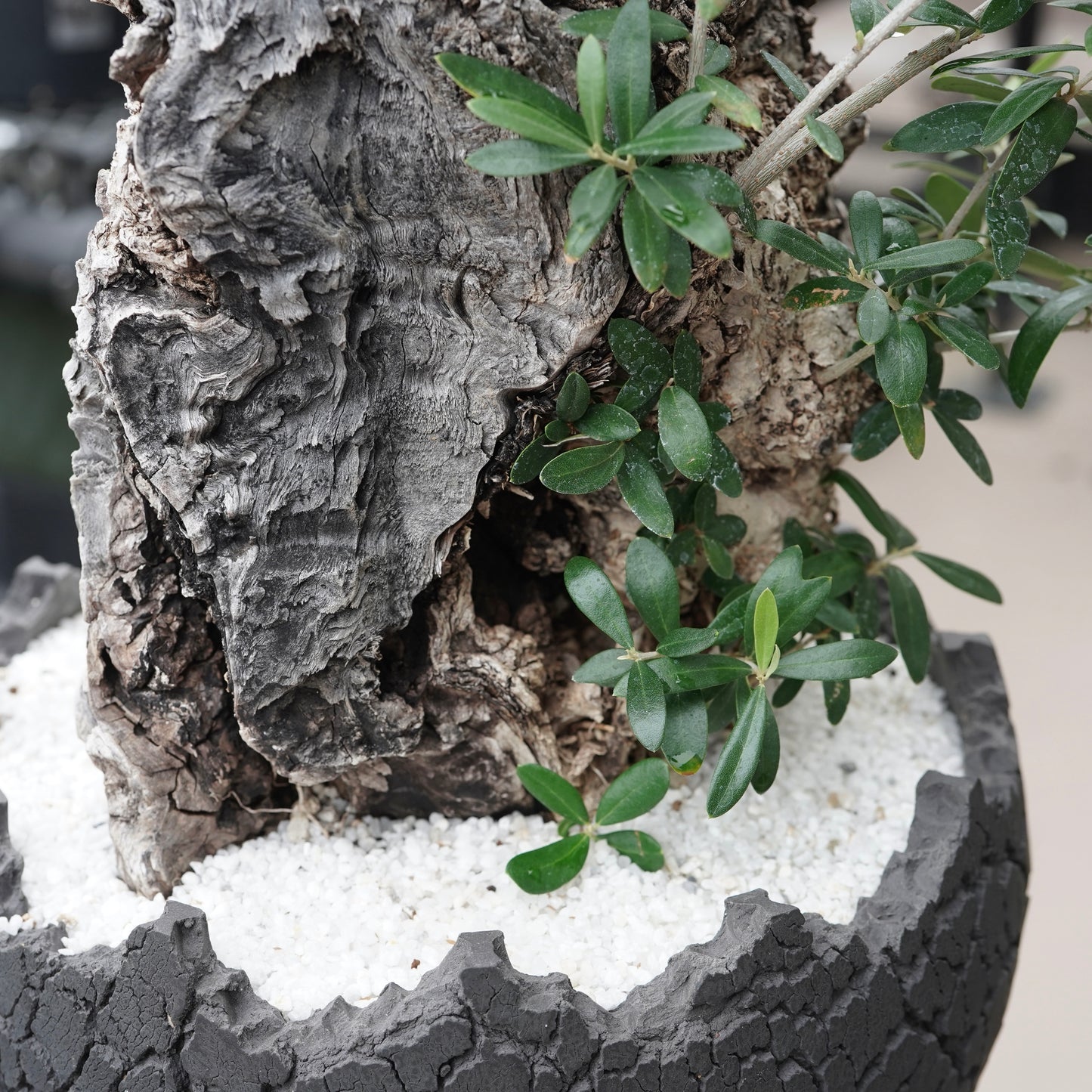 Old olive × fang 古木オリーブ