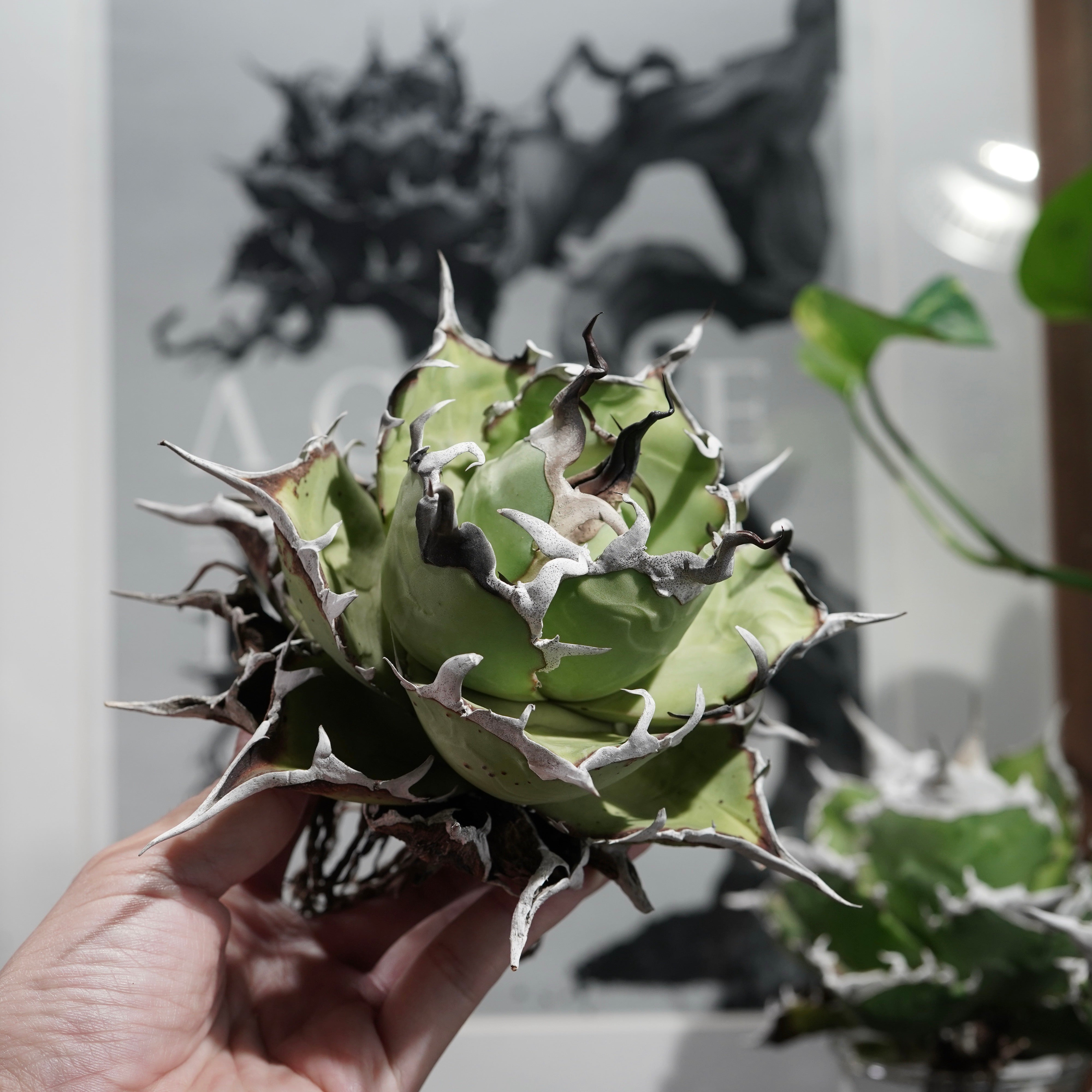 【From lize gardening】Agave titanota 'Dinosaur Tooth(恐竜牙歯)'Lサイズ – ELBAZ  GREEN STORE