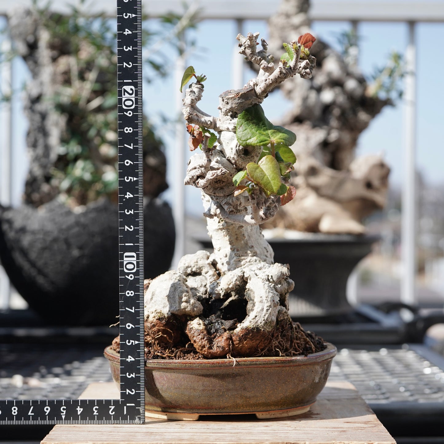 Hibiscus tiliaceus(オオハマボウ)No.4