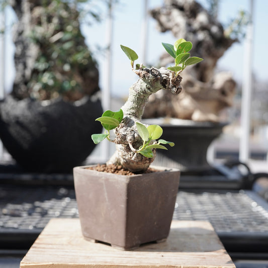 Ficus microcarpa(ガジュマル)No.1