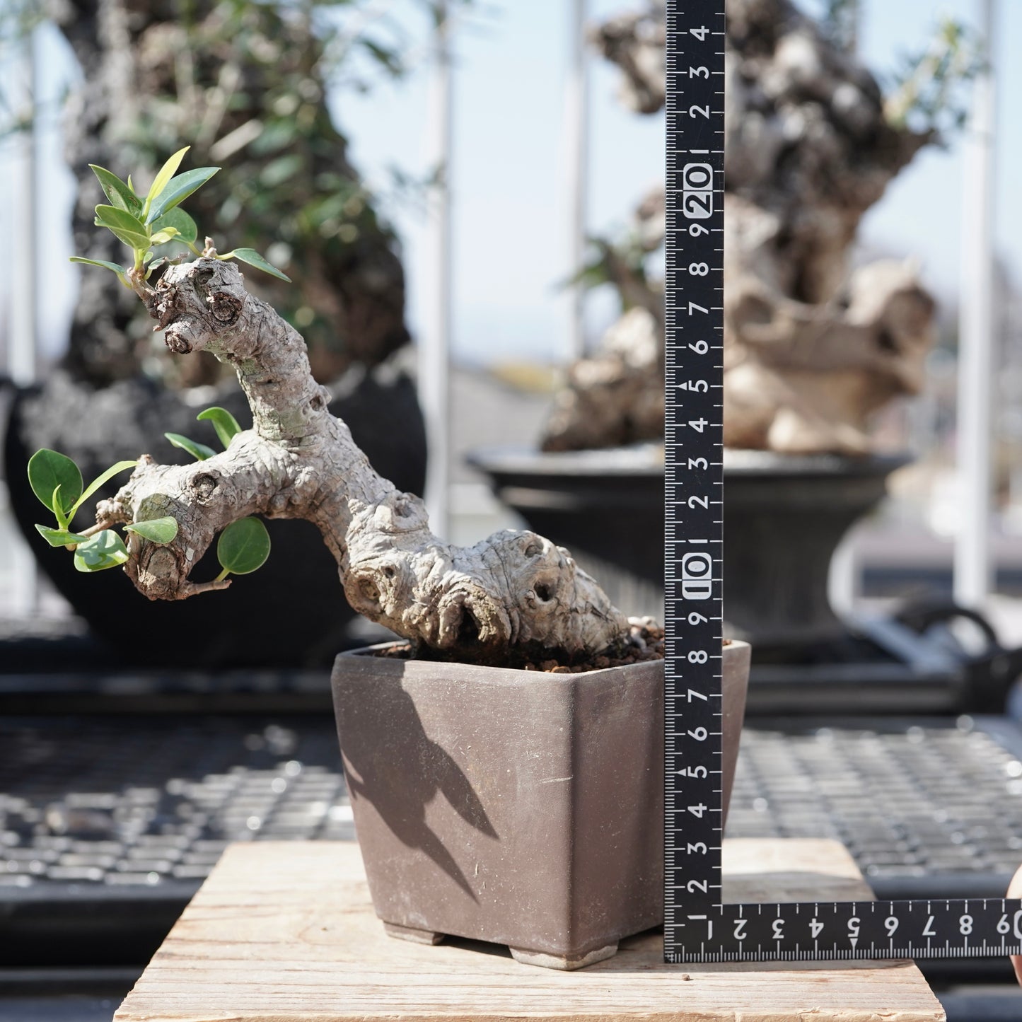 Ficus microcarpa(ガジュマル)No.1