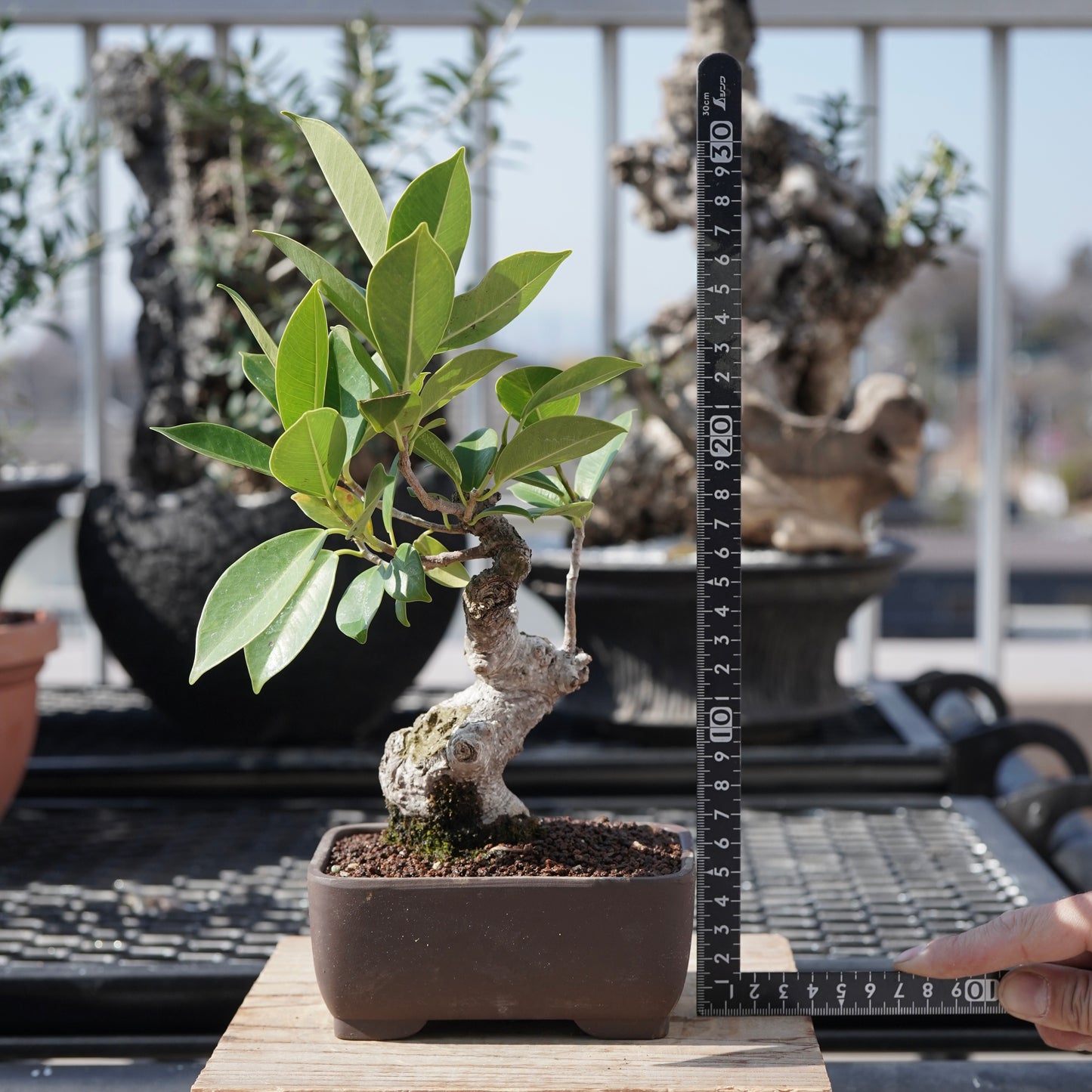 Ficus microcarpa(ガジュマル)No.4