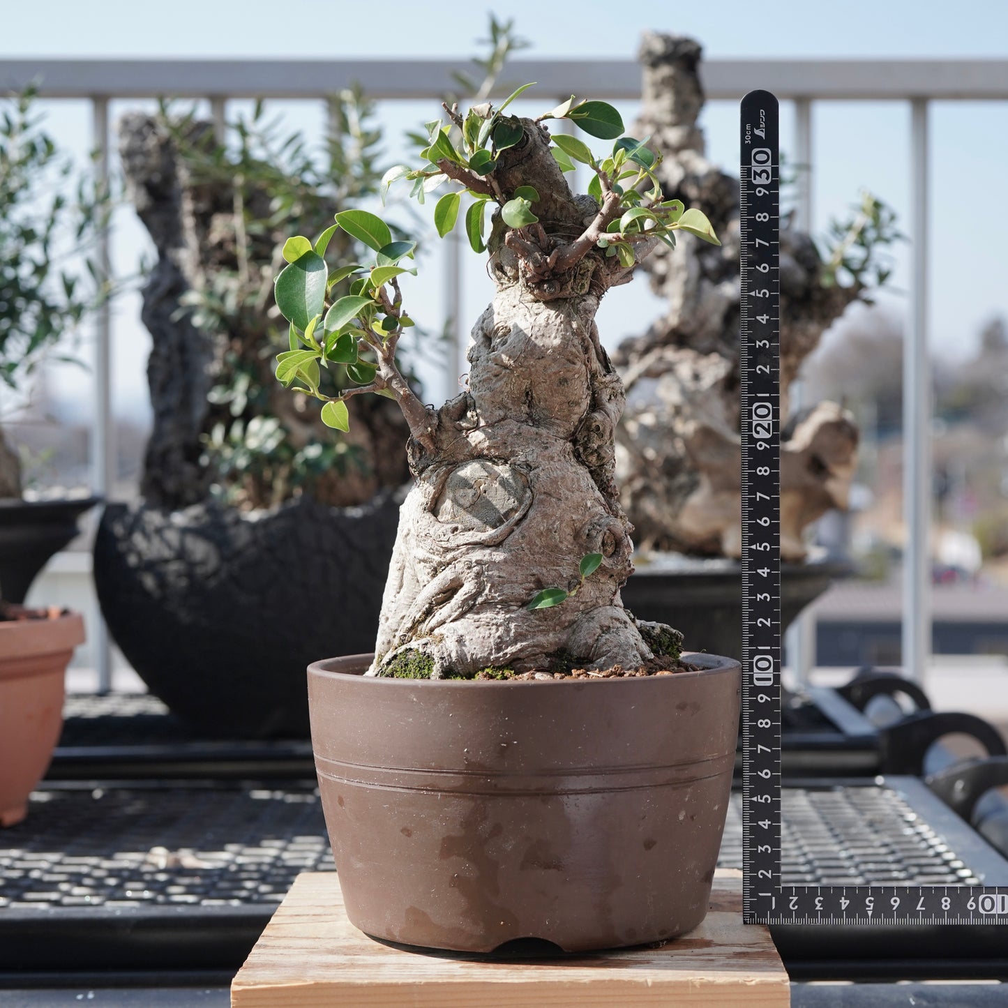 Ficus microcarpa(ガジュマル)No.7