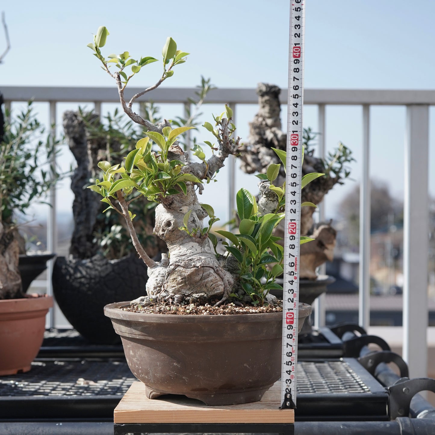 Ficus microcarpa(ガジュマル)No.9