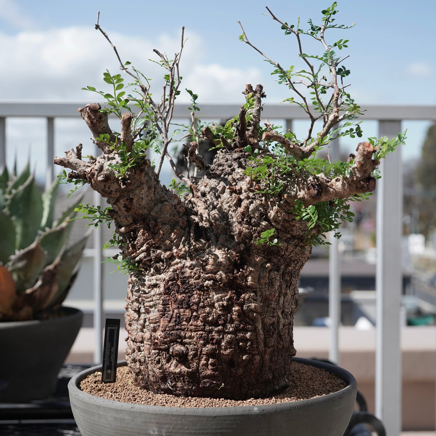 Operculicarya pachypus(オペルクリカリア・パキプス) No.1