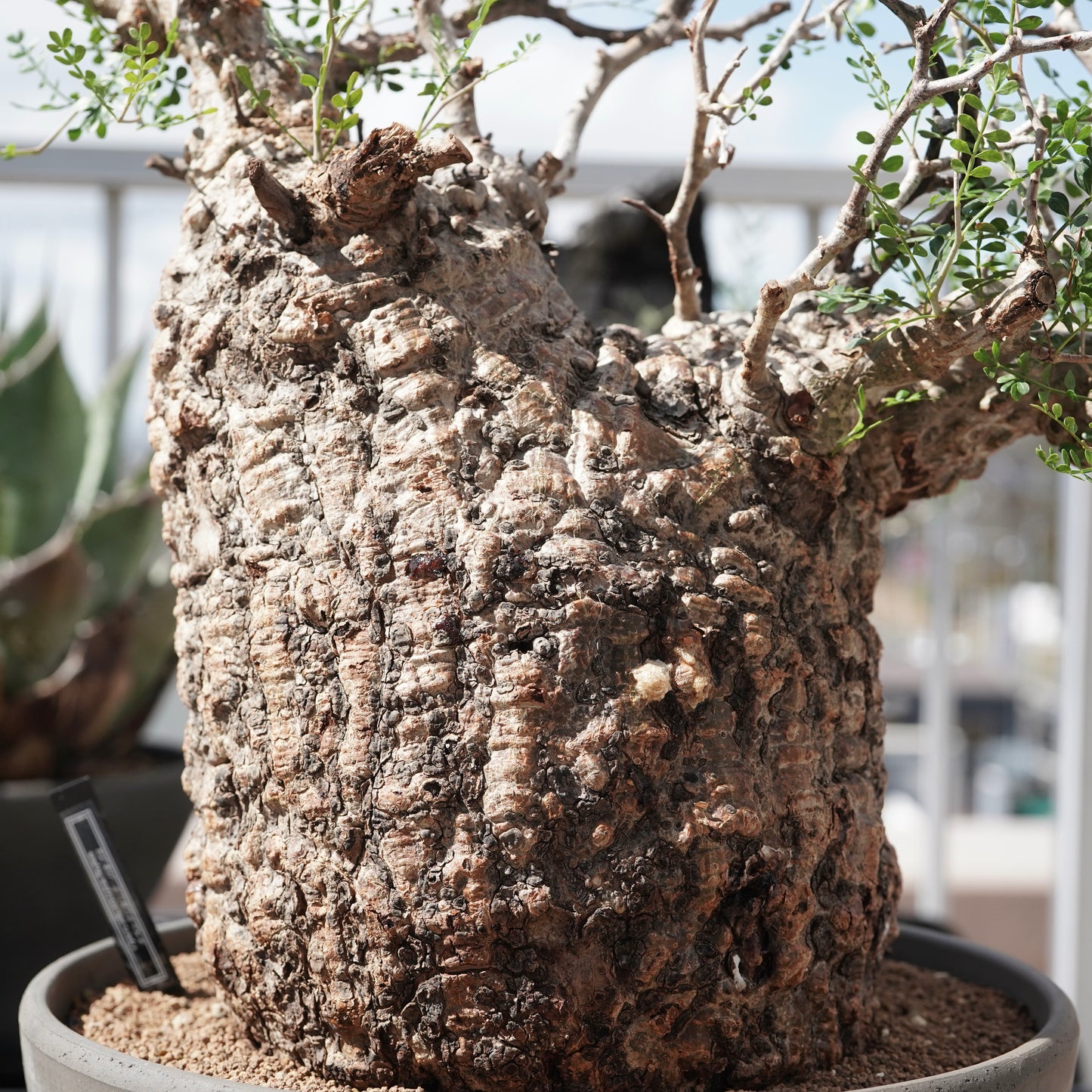 Operculicarya pachypus(オペルクリカリア・パキプス) No.2