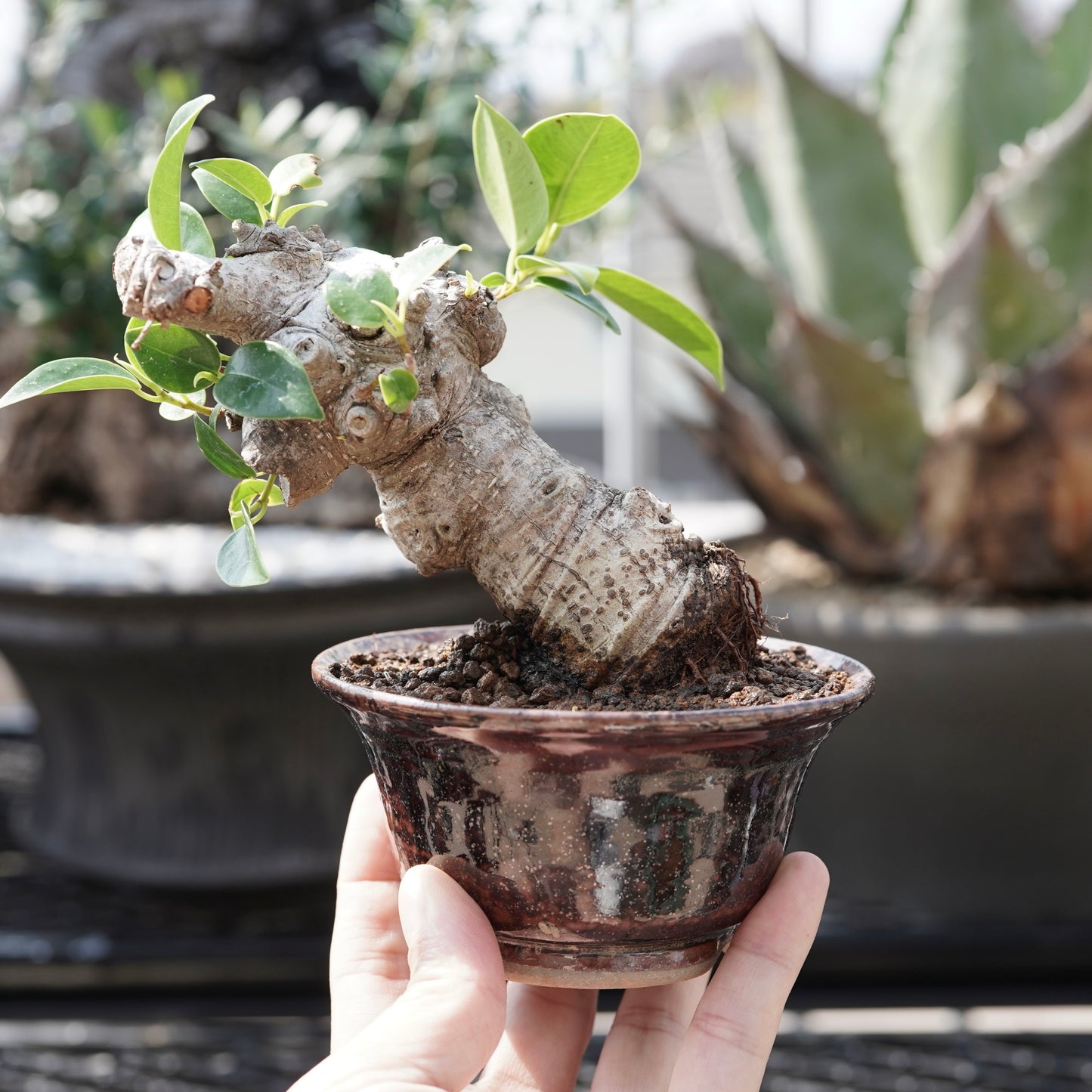 Ficus microcarpa(ガジュマル)No.11