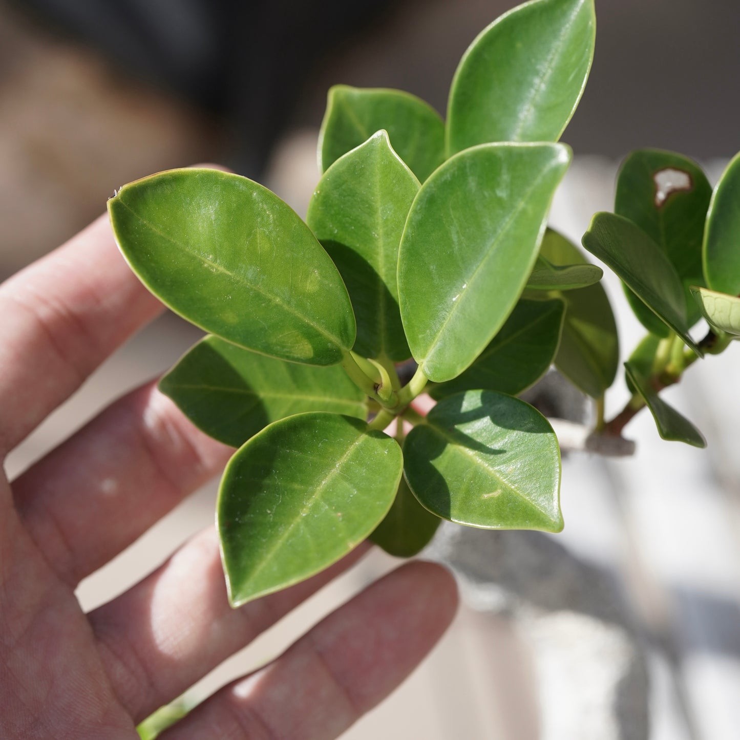 Ficus microcarpa(ガジュマル)No.13