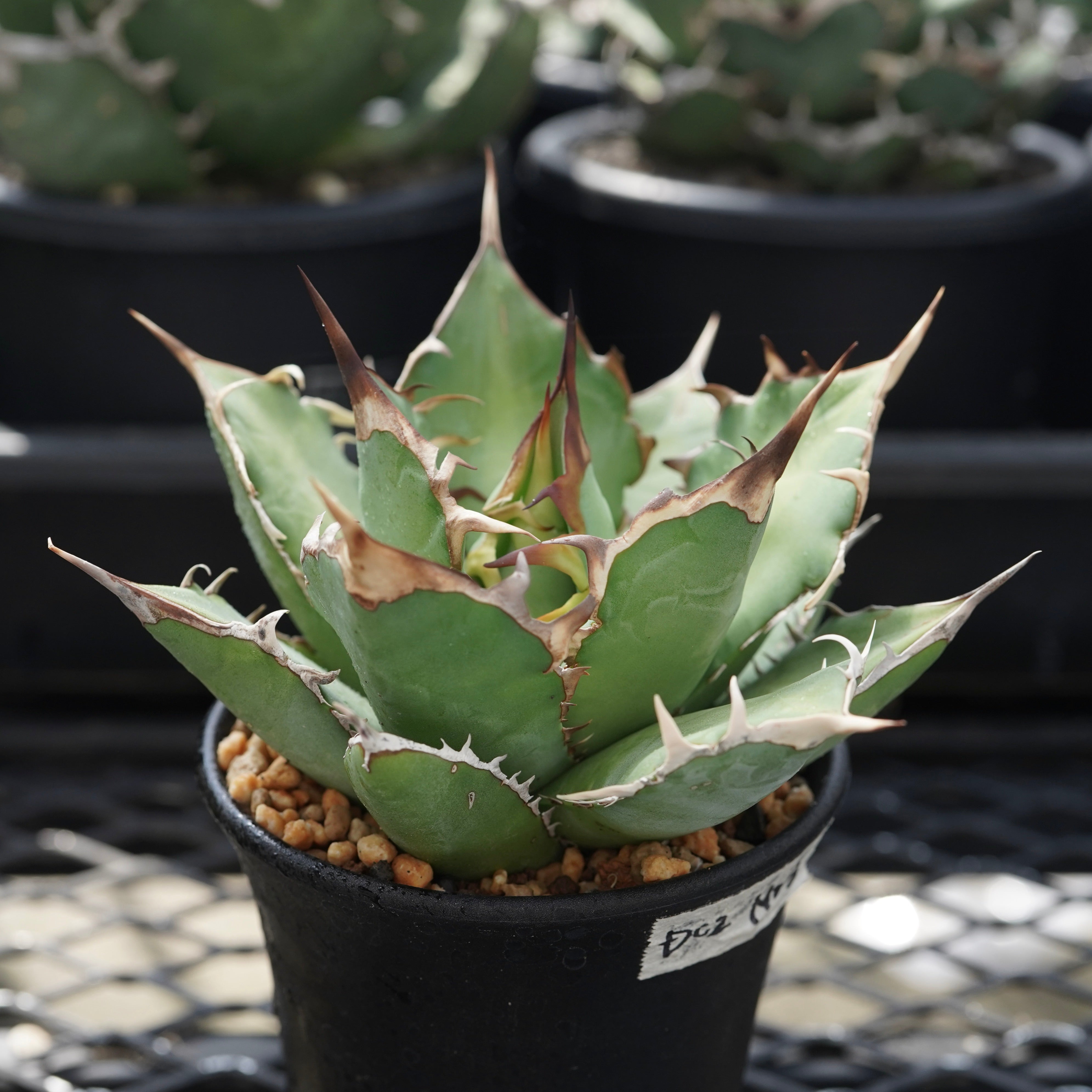 From Iran】Agave titanota 'Dragon Claw ' – ELBAZ GREEN STORE