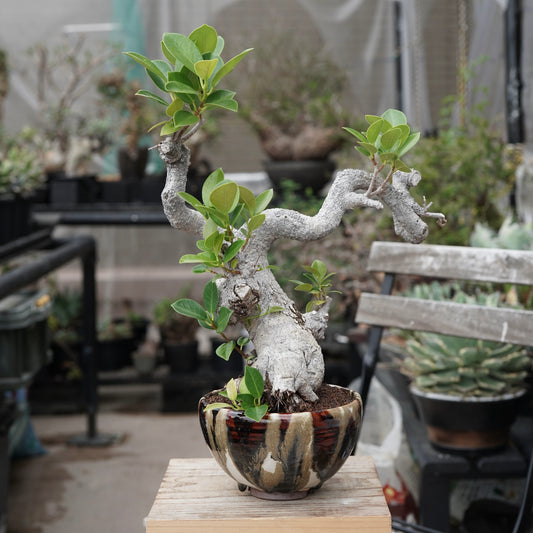 Ficus microcarpa(ガジュマル)No.13 × Konect Tokyo