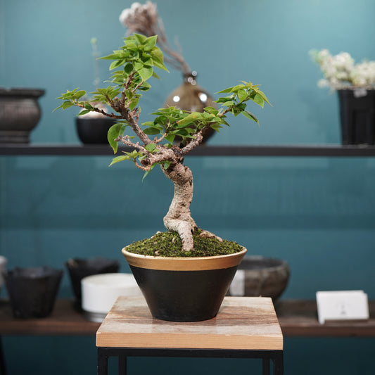 Old bougainvillea(ブーゲンビリア古木) × 高見澤 匠 "黒磁/金彩鉢5号" No.2