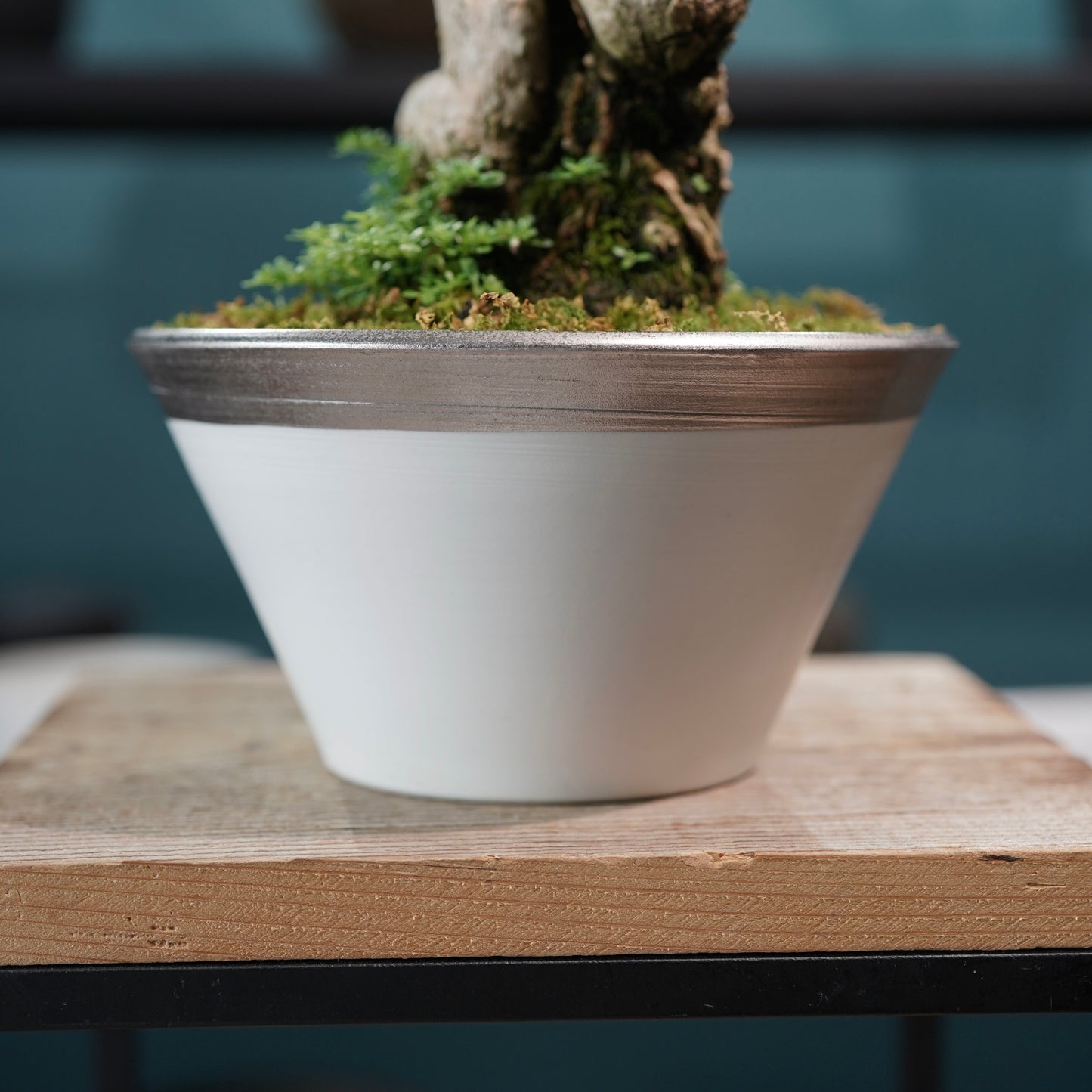 Old bougainvillea(ブーゲンビリア古木) × 高見澤 匠 "白磁/白金鉢5号"