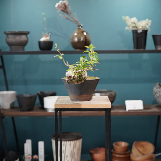 Old bougainvillea(ブーゲンビリア古木) × 高見澤 匠 "黒磁/銅彩鉢5号"