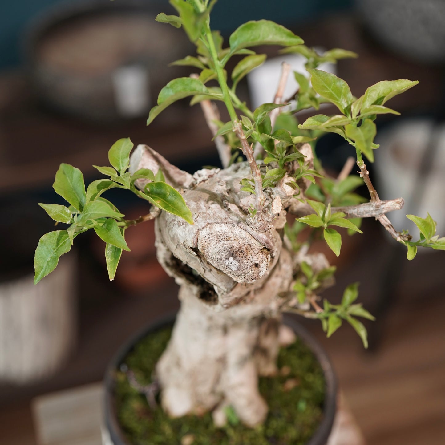 Old bougainvillea(ブーゲンビリア古木) × konect tokyo "shinogi"No.1