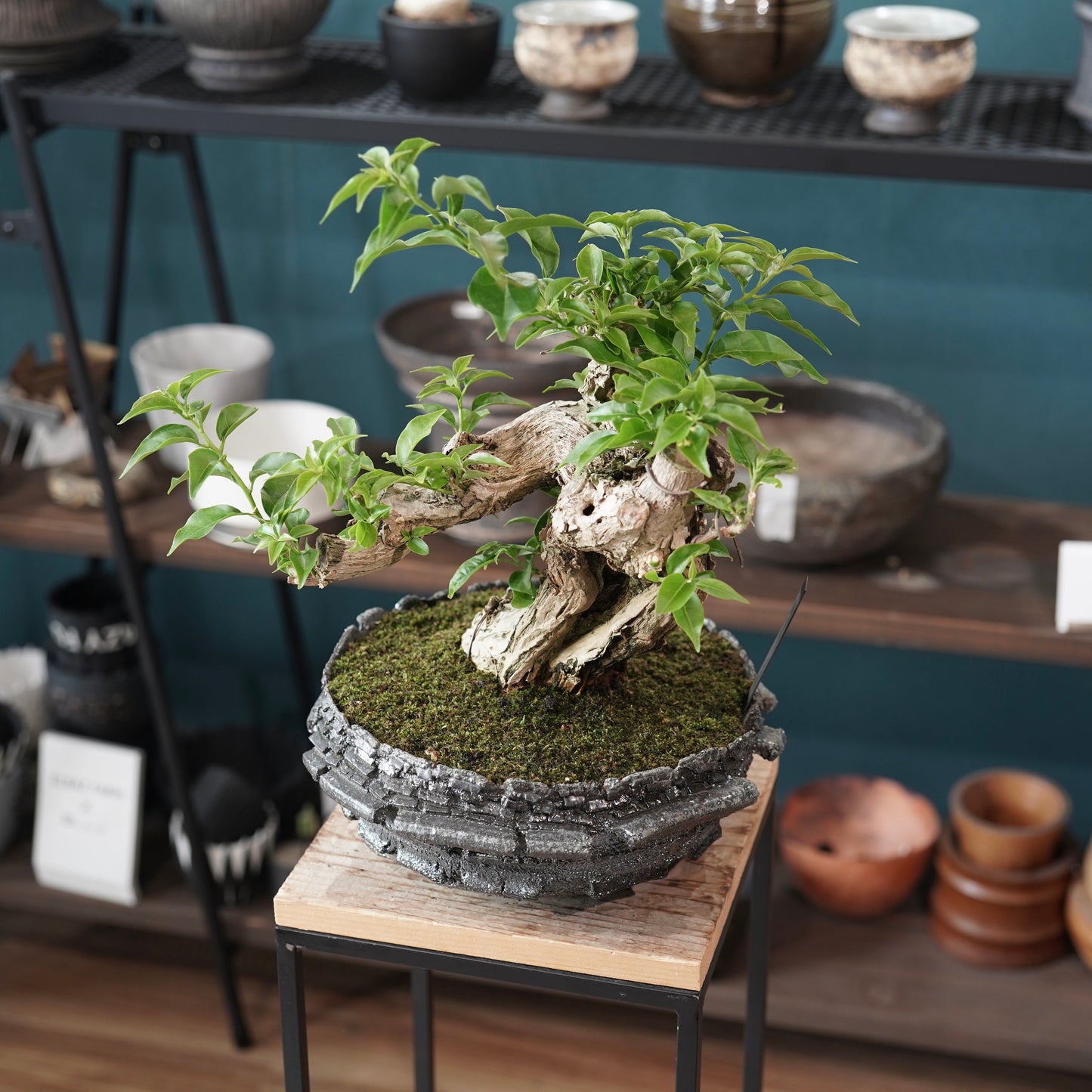 Old bougainvillea(ブーゲンビリア古木) × 宮島 將實 "穴窯焼成"