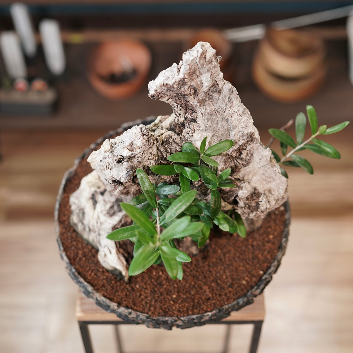 Mini-mini Old olive(古木オリーブ)× 宮島將實 "匣鉢穴窯灰埋焼成鉢"