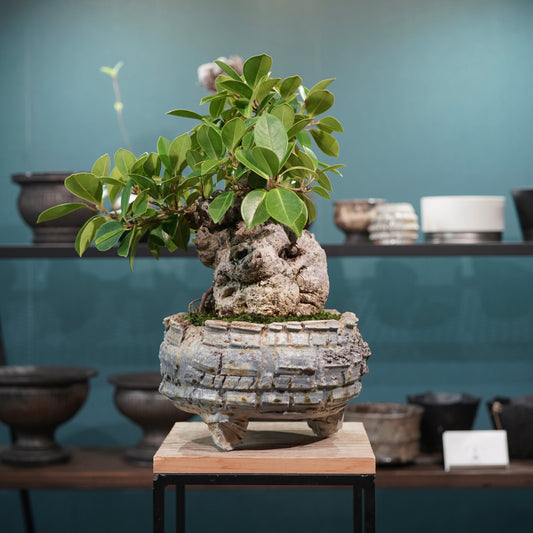 Ficus microcarpa(ガジュマル) × 宮島將實"匣鉢穴窯灰埋焼成鉢" No.2
