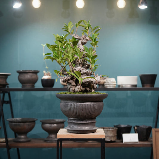 Ficus microcarpa(ガジュマル) × 小野瀬一 “鎬鉢”