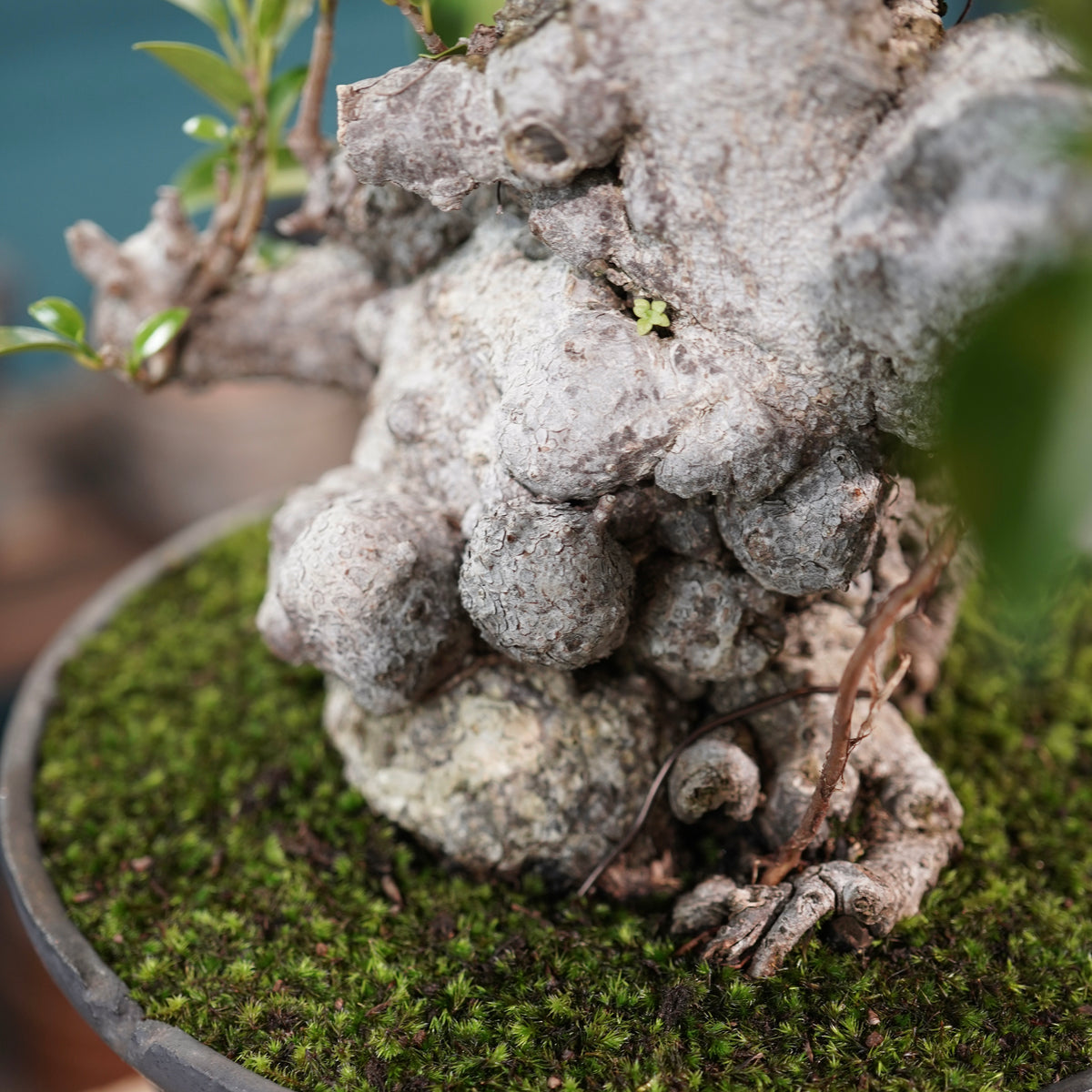 Ficus microcarpa(ガジュマル) × 小野瀬一 “鎬鉢”