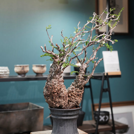 Operculicarya pachypus(オペルクリカリア・パキプス) × dairoku_pottery“黒銀青鉢”