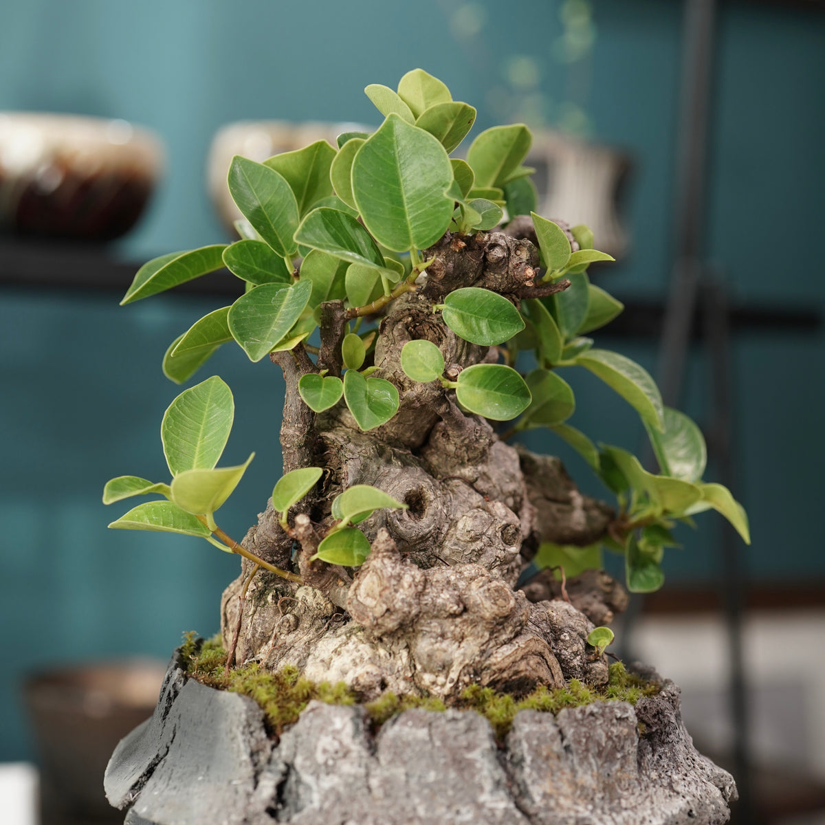 Ficus microcarpa(ガジュマル) × 宮島 將實 ”匣鉢穴窯灰埋焼成鉢” No.1