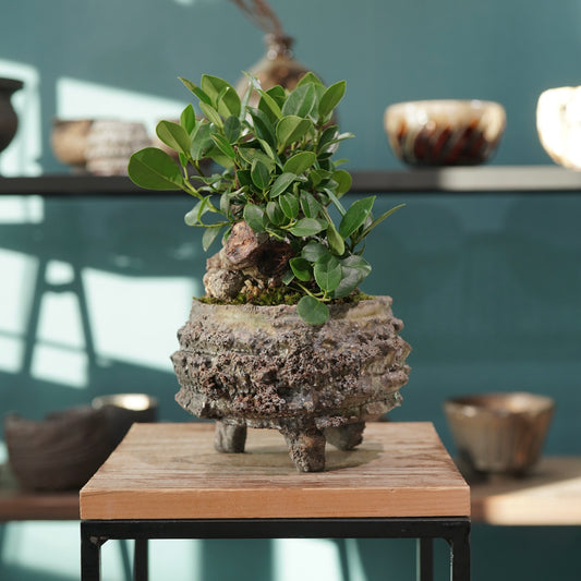 Ficus microcarpa(ガジュマル) × 宮島 將實 ”匣鉢穴窯灰埋焼成鉢” No.3