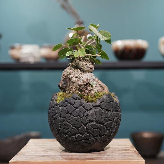 Hibiscus tiliaceus L.(オオハマボウ) × konect tokyo “fang” s