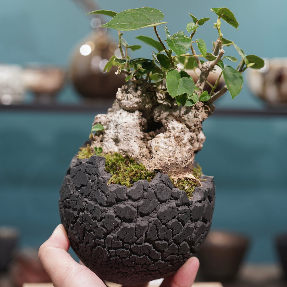 Hibiscus tiliaceus L.(オオハマボウ) × konect tokyo “fang” s