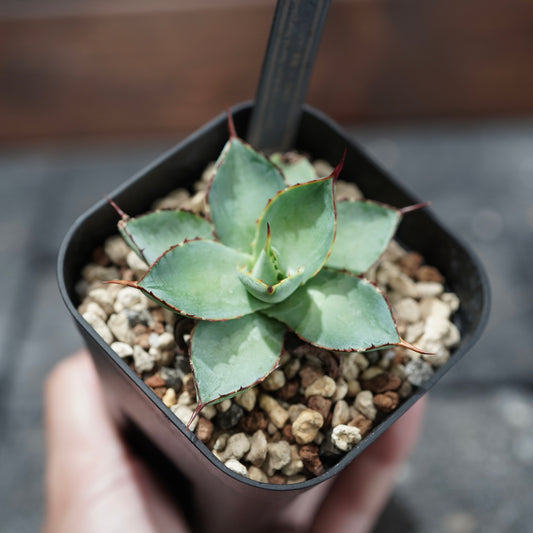 STANO × ELBAZ FARM 吉祥冠 × 瀧雷 【GL015】baby