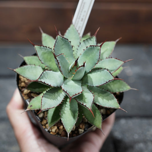 STANO × ELBAZ FARM 吉祥冠 × 瀧雷 【GL128】baby1