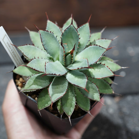 STANO × ELBAZ FARM 吉祥冠 × 瀧雷 【GL128】baby2