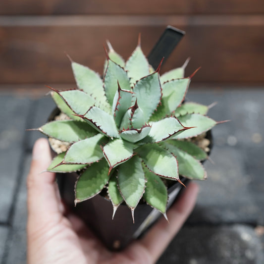 STANO × ELBAZ FARM 吉祥冠 × 瀧雷 【GL128】baby3