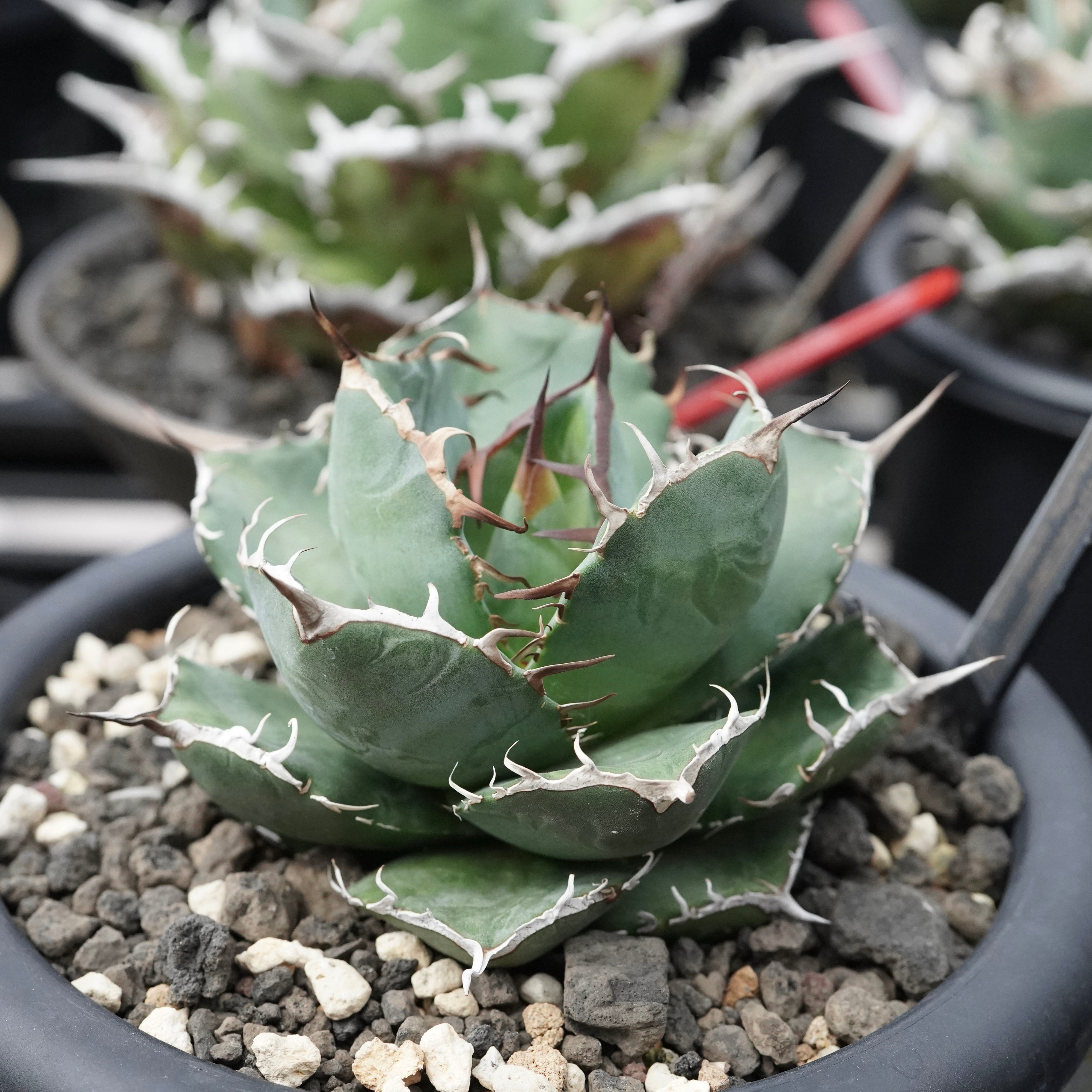 From Taiwan】Agave titanota 'Juggernaut hybrid Seeding' No.2 – ELBAZ GREEN  STORE