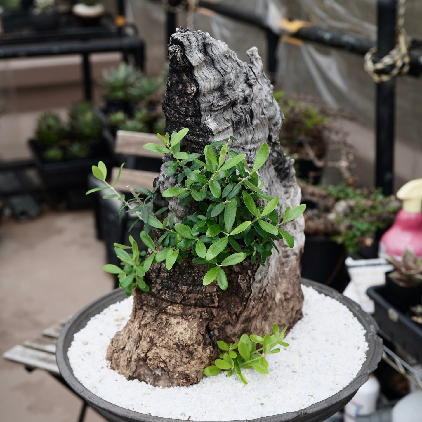 Old olive(古木オリーブ)×the first industrial