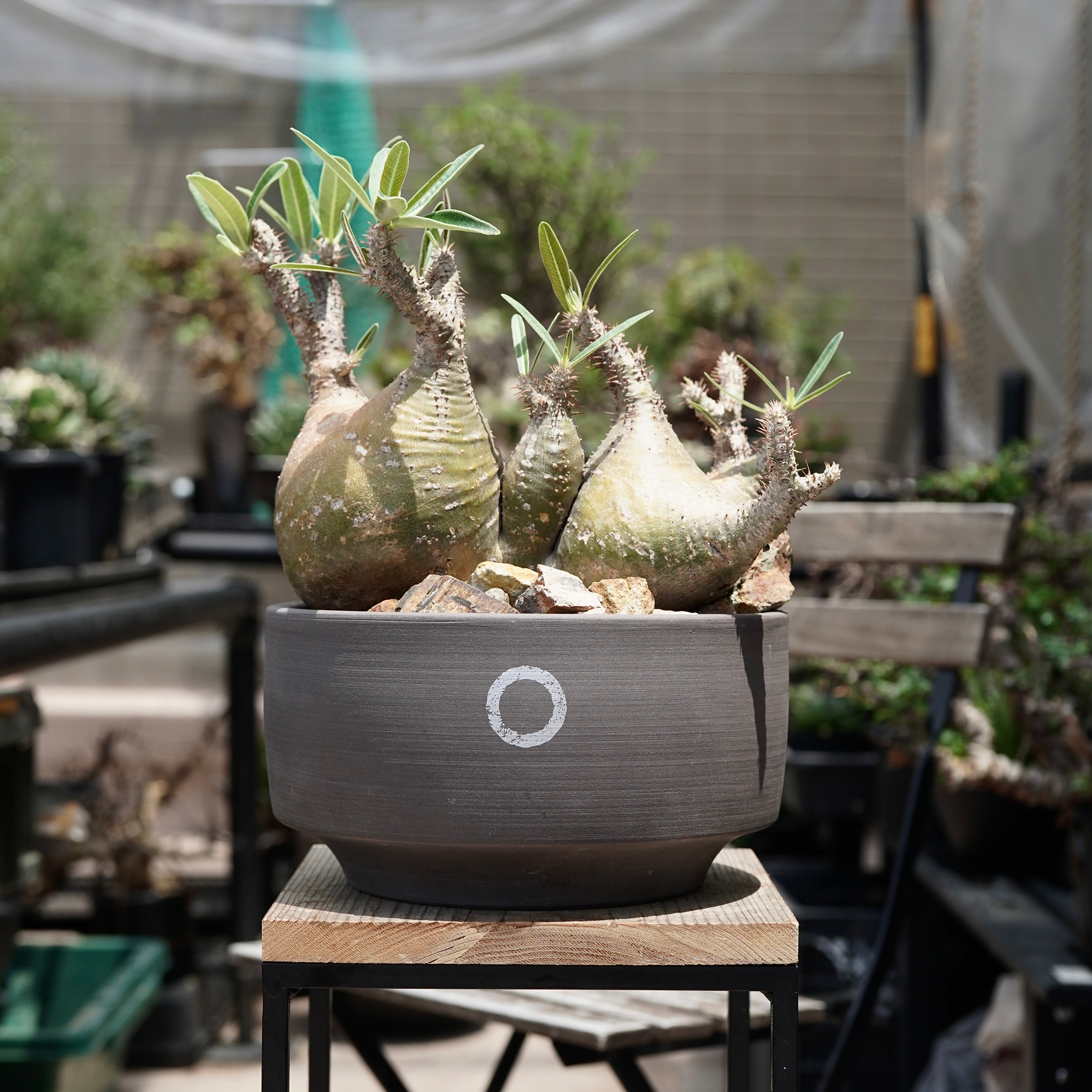 MEDICOM TOY - Pachypodium Gracilius パキポディウム グラシリウス MEDICOM TOY VCD Pachypodium Gracilius Var. atmos Dalmatian