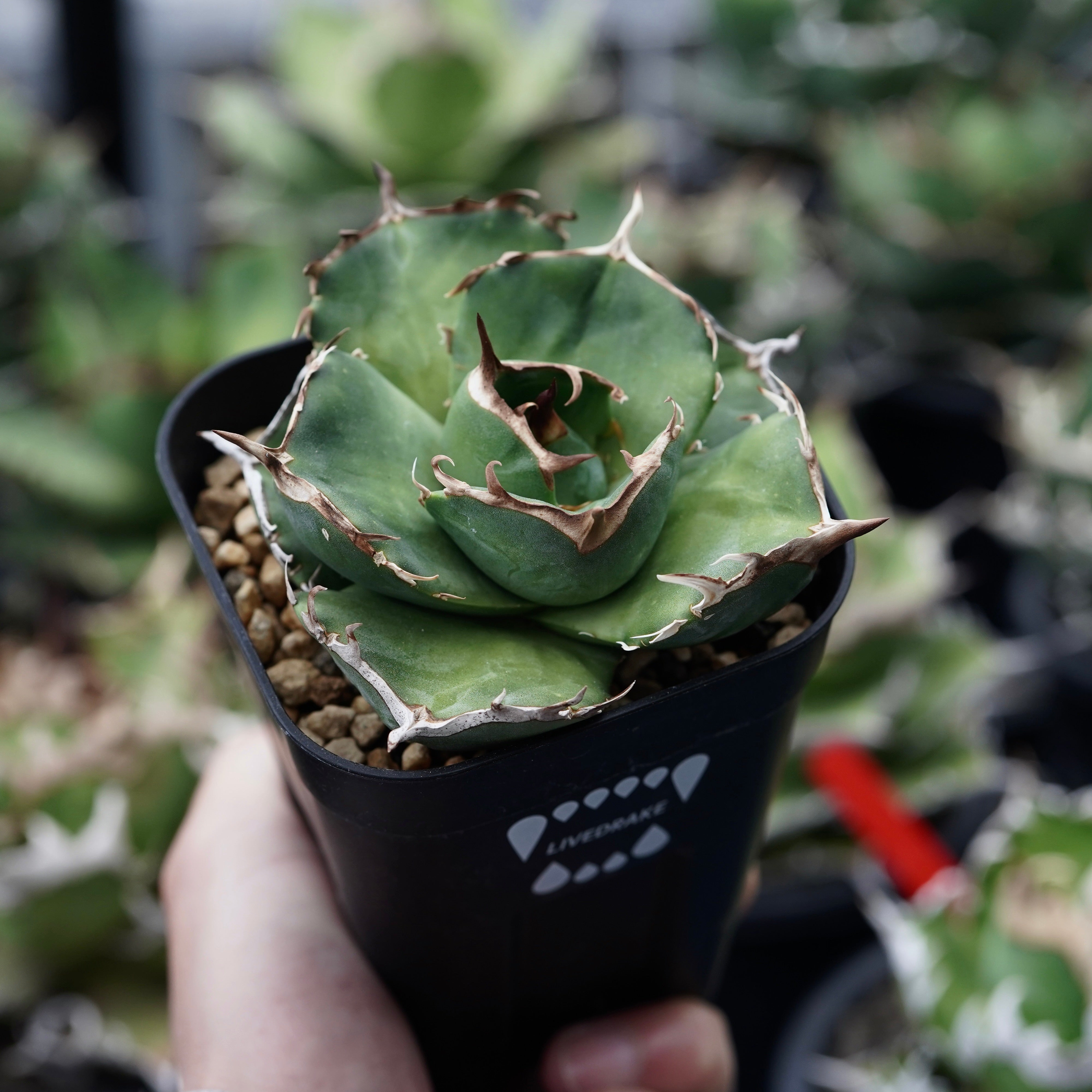 【From Taiwan】Agave titanota 'Juggernaut hybrid Seeding' No.4