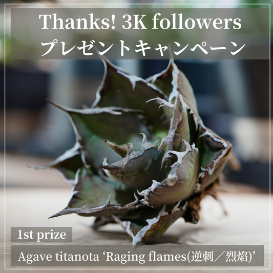 Thanks!Instagram 3K followers！ プレゼントキャンペーン開催中！