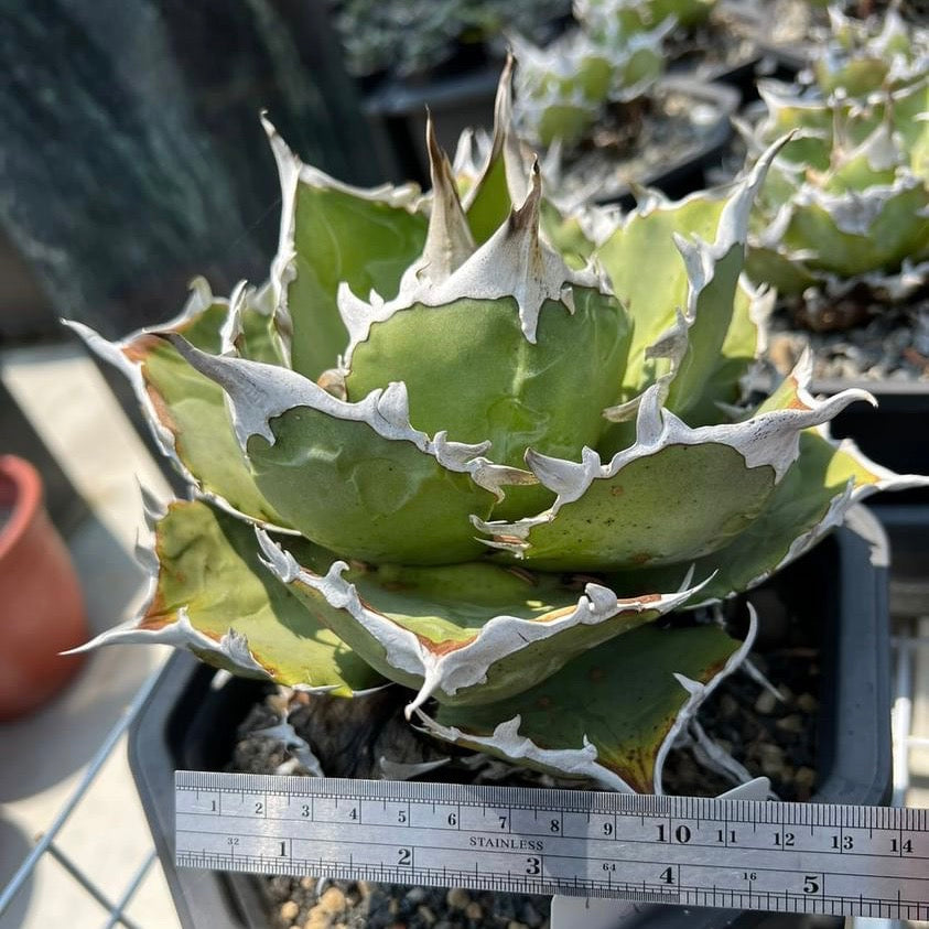【From lize gardening】Agave titanota 'Golden Whale(金鯨)' baby No.1