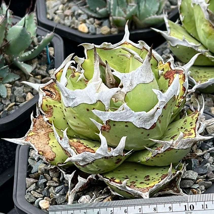 【From lize gardening】Agave titanota ‘Phoenix(鳳凰)’ Lサイズ