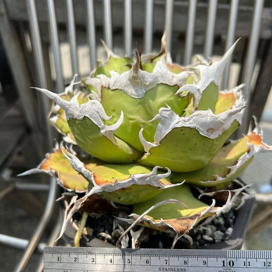 【From lize gardening】Agave titanota ‘Feather(羽毛)’ Baby