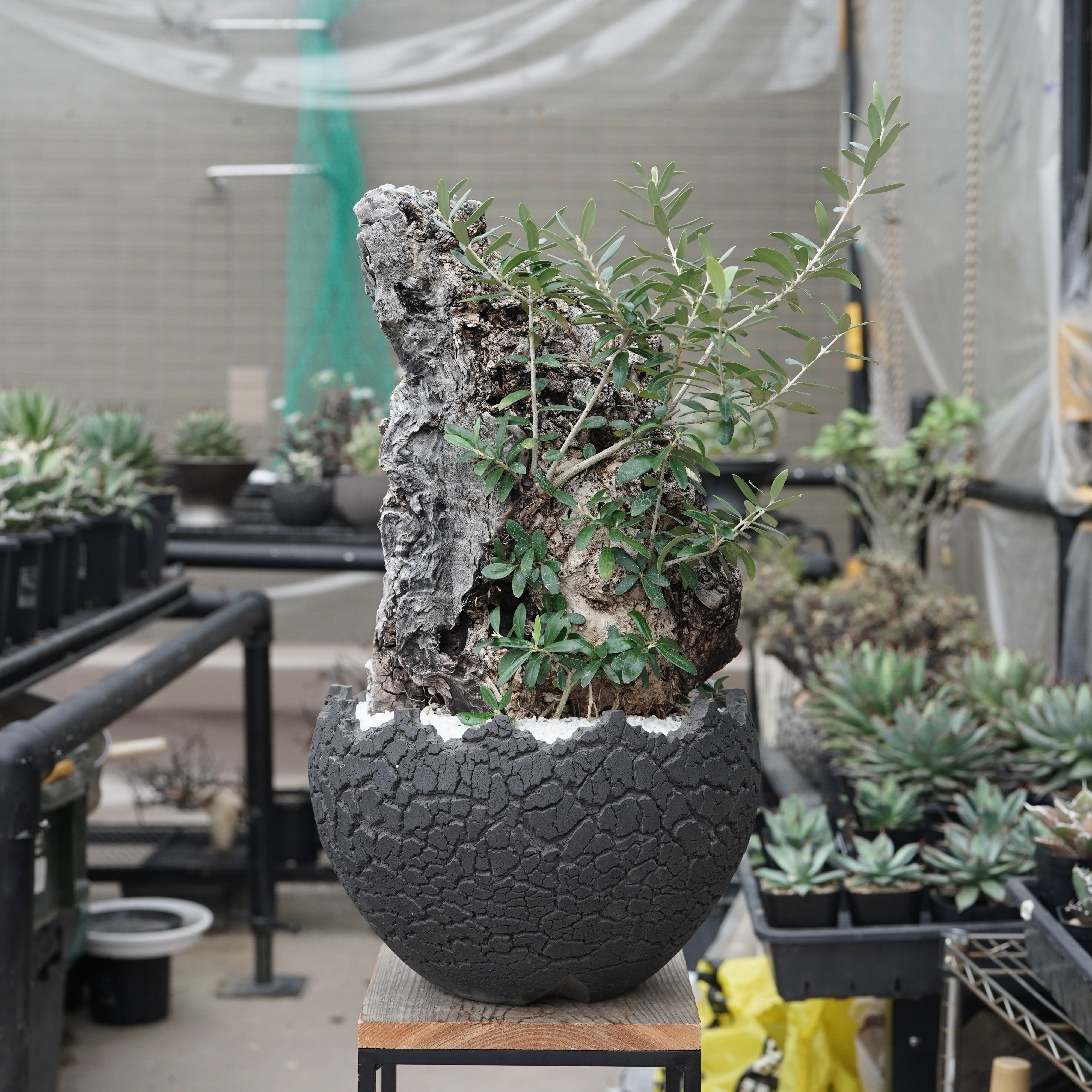 Old olive × fang 古木オリーブ – ELBAZ GREEN STORE