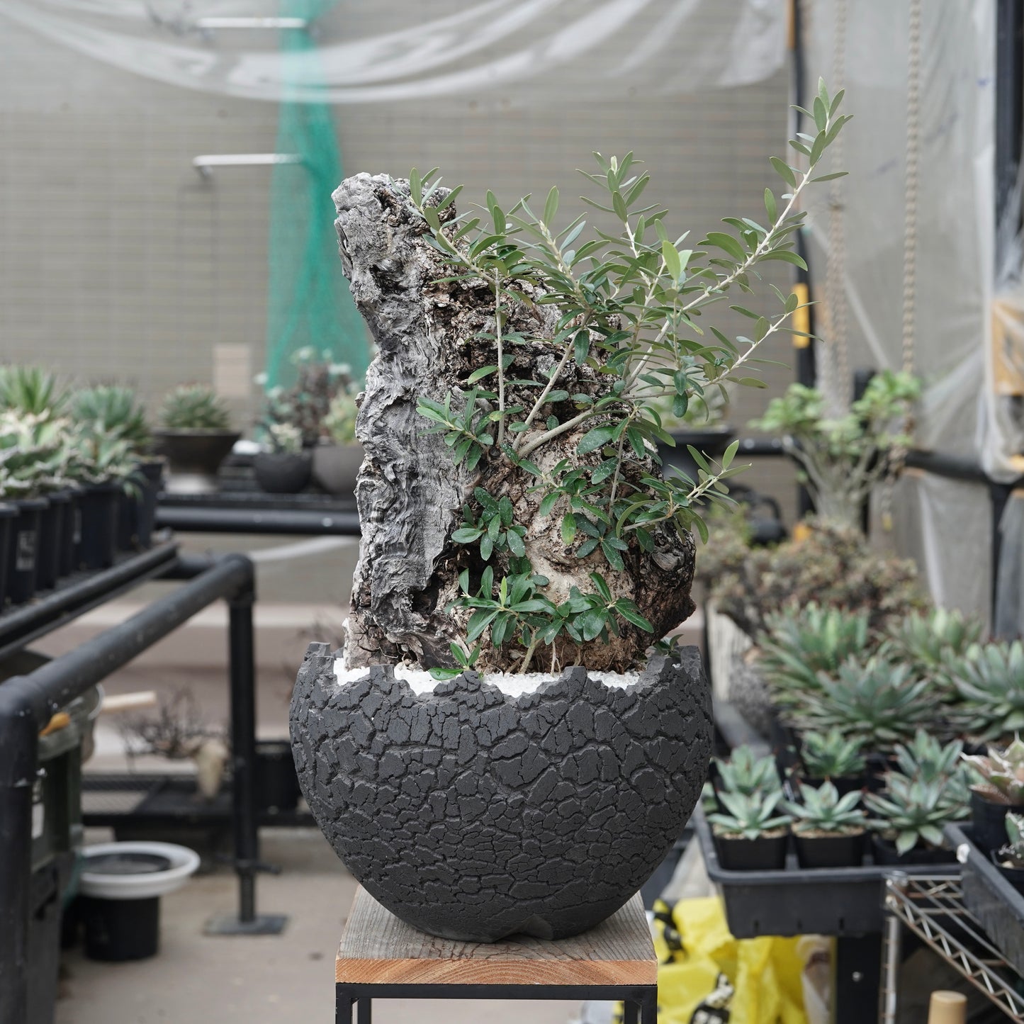 Old olive × fang 古木オリーブ