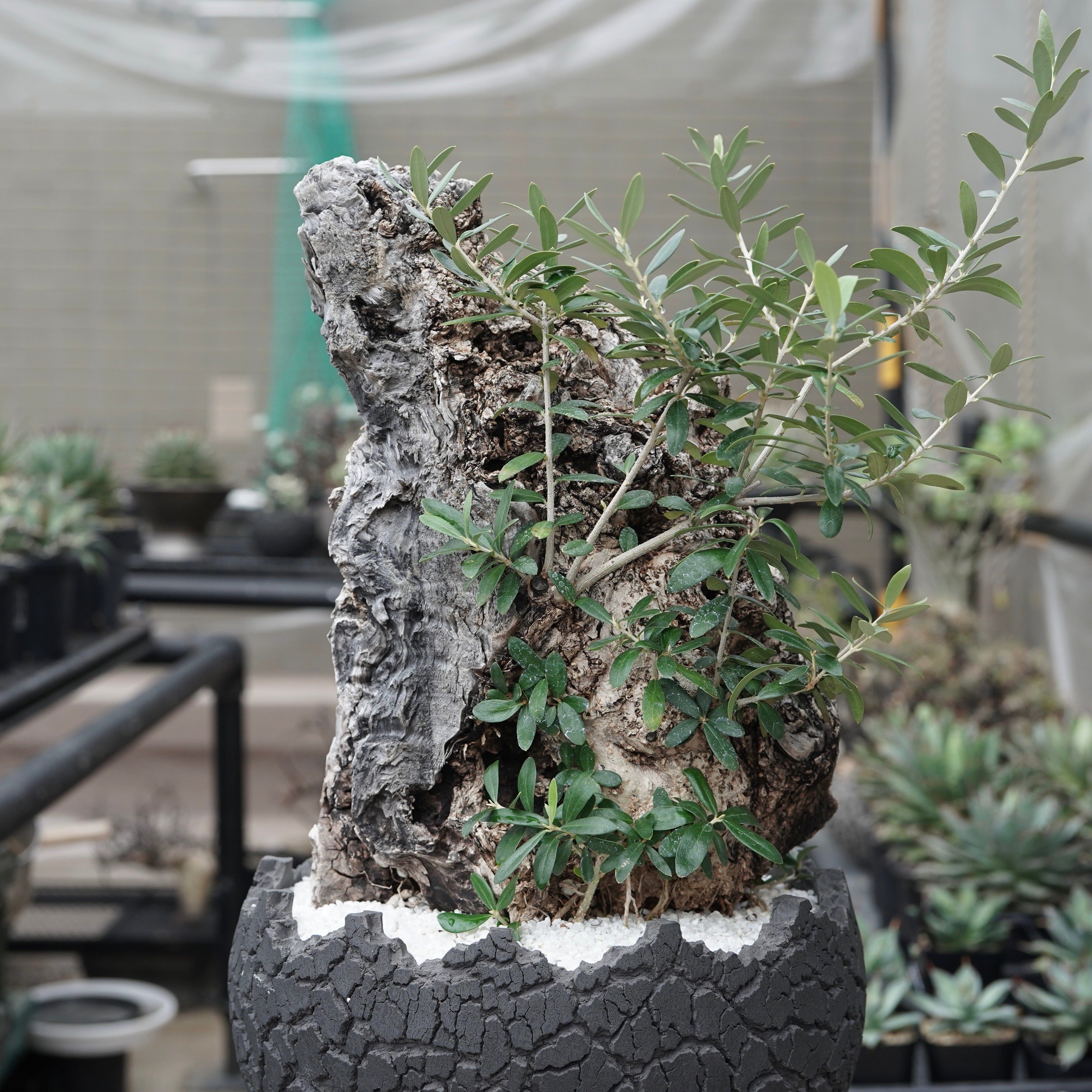 Old olive × fang 古木オリーブ – ELBAZ GREEN STORE