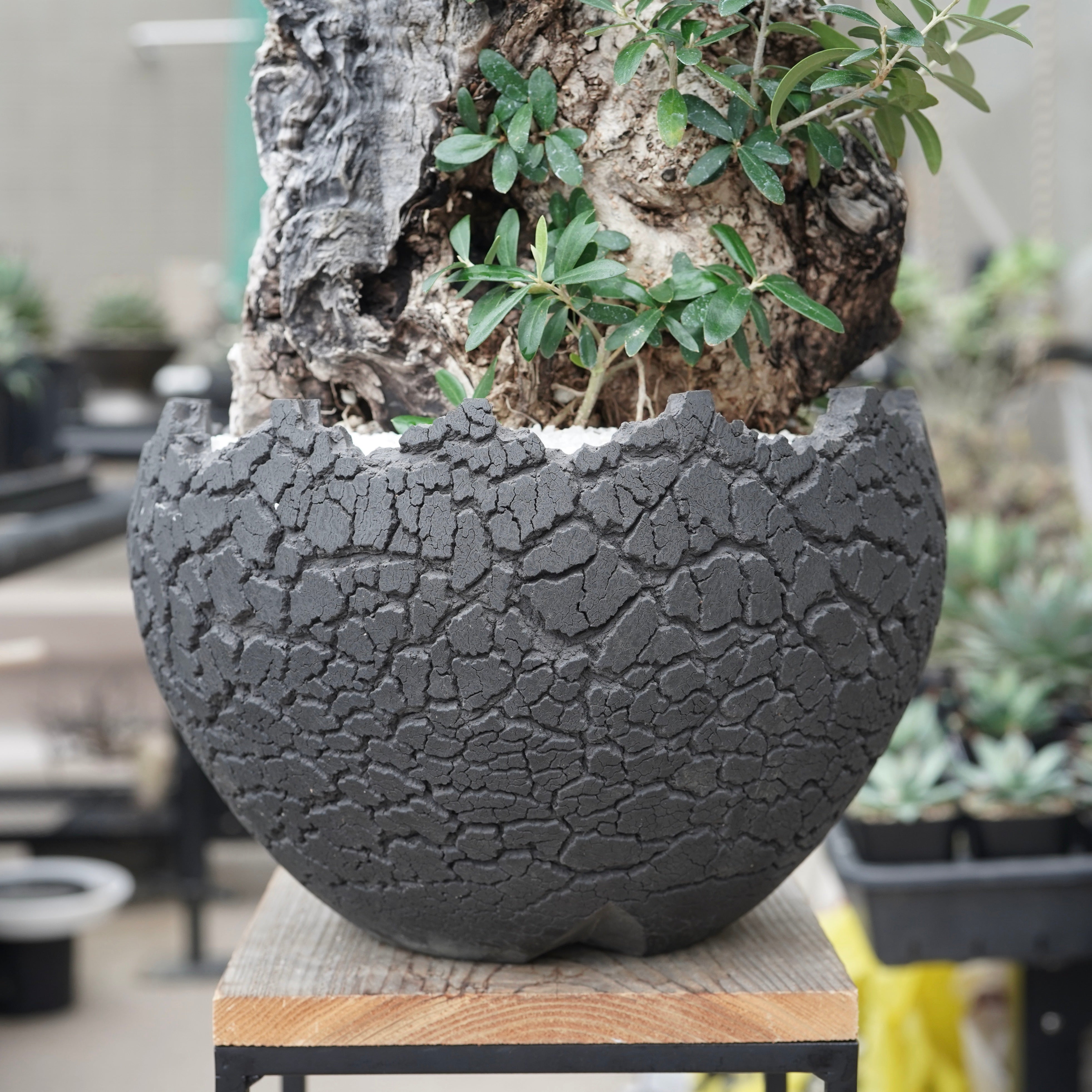 Old olive × fang 古木オリーブ – ELBAZ GREEN STORE