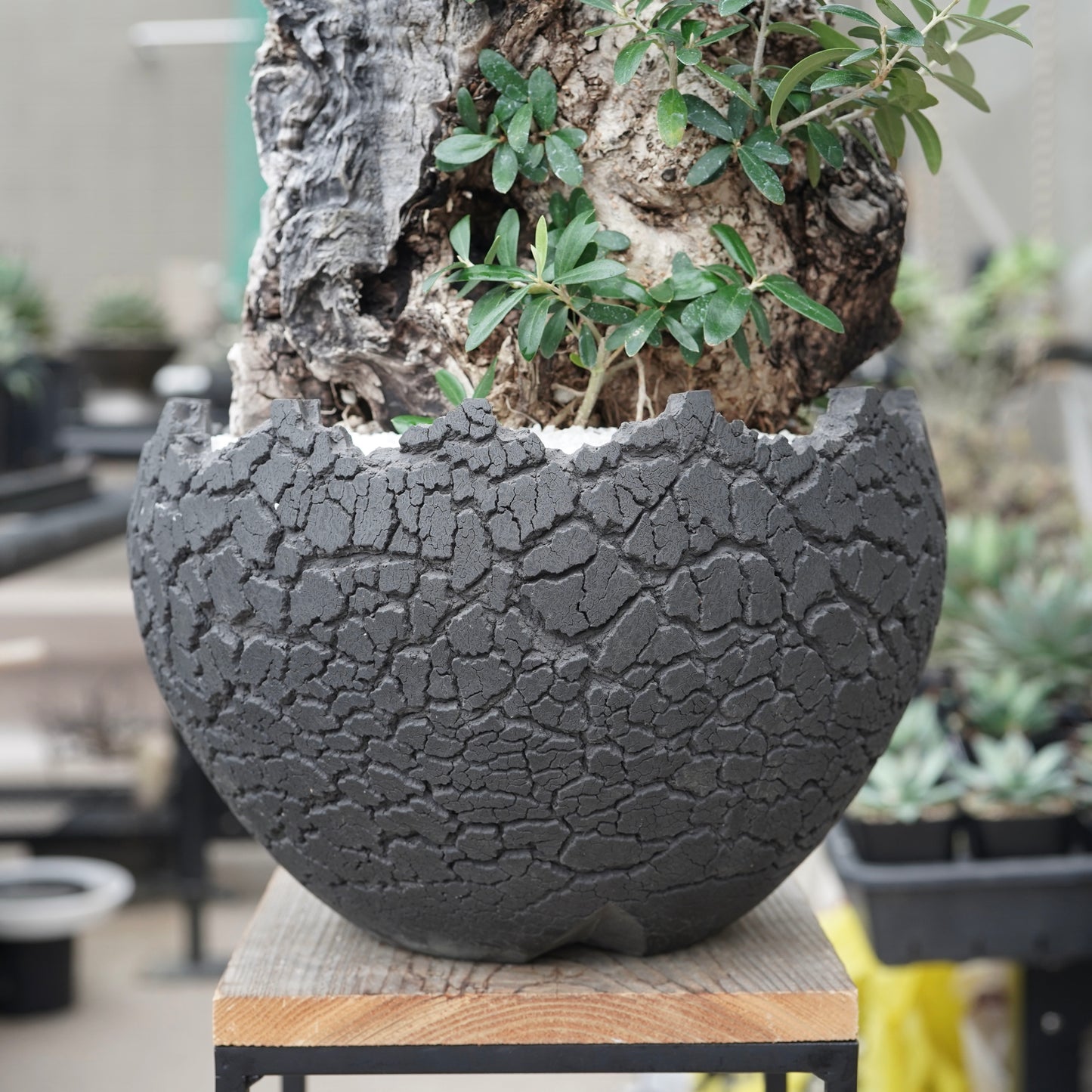 Old olive × fang 古木オリーブ