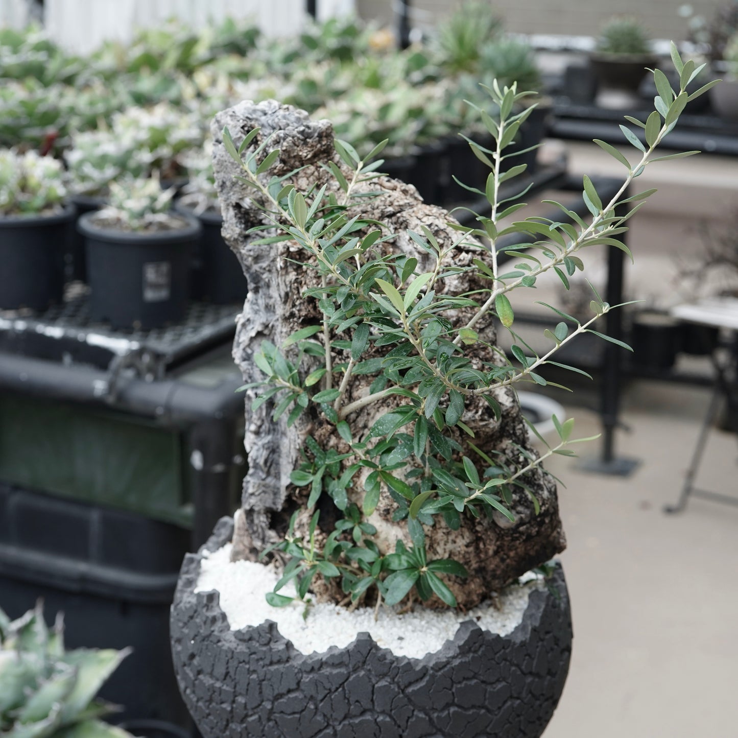 Old olive × fang 古木オリーブ