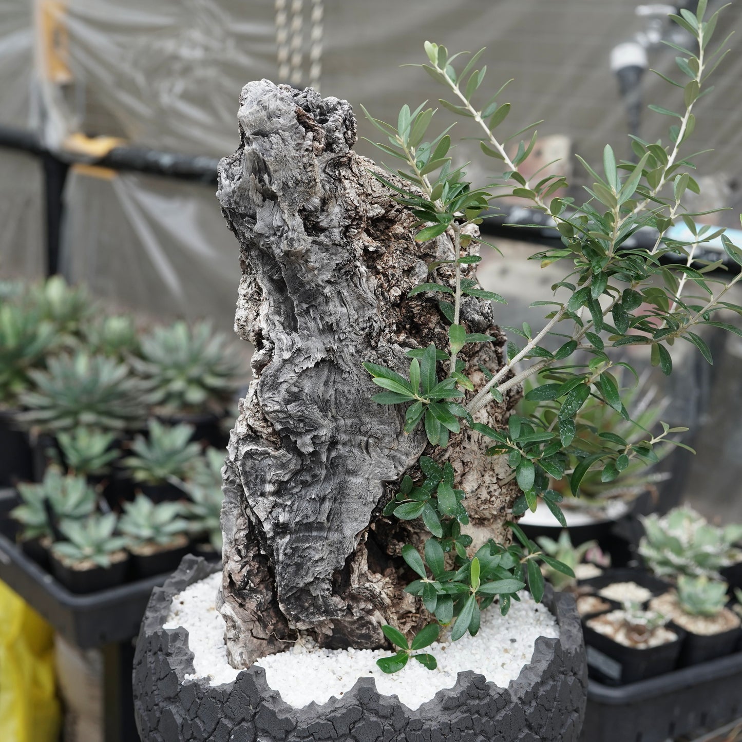 Old olive × fang 古木オリーブ