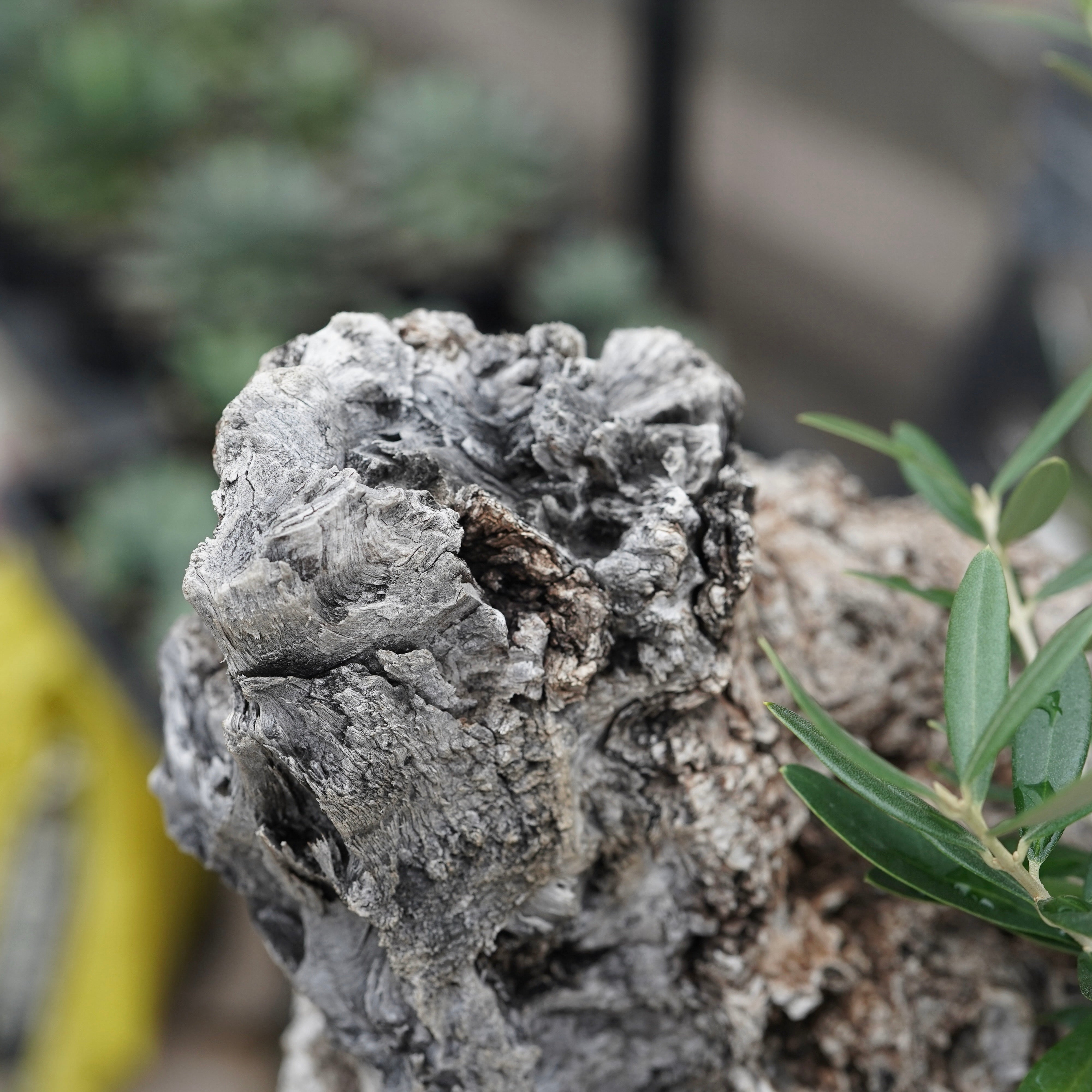 Old olive × fang 古木オリーブ – ELBAZ GREEN STORE